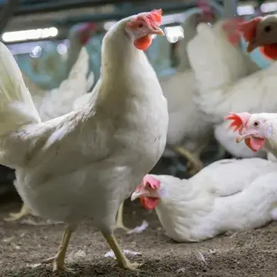 SecurEggFarmer SecurEggFarmer